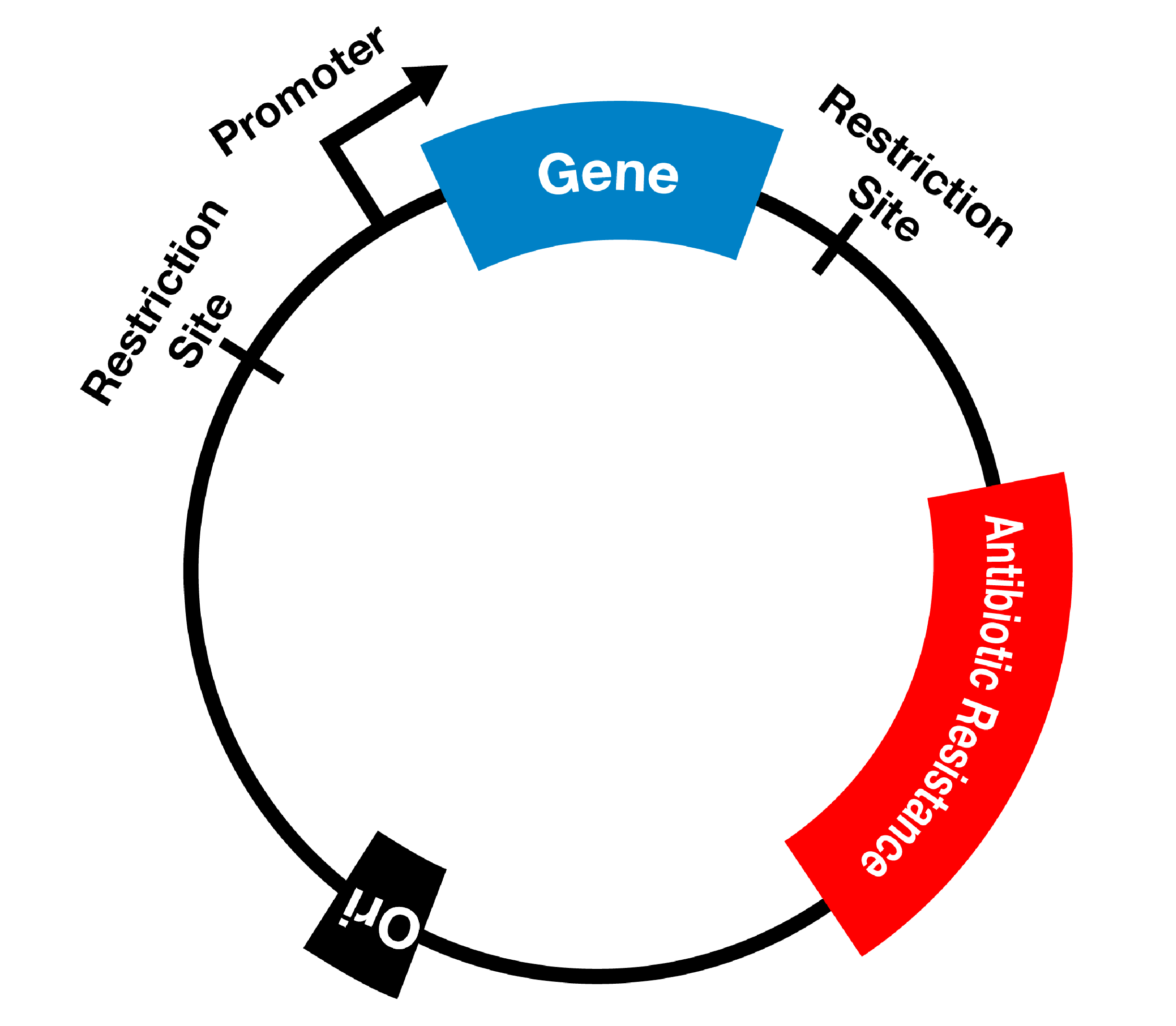 plasmids-simplified